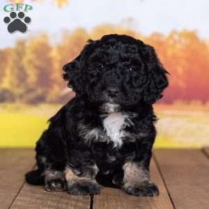 Riley, Mini Bernedoodle Puppy